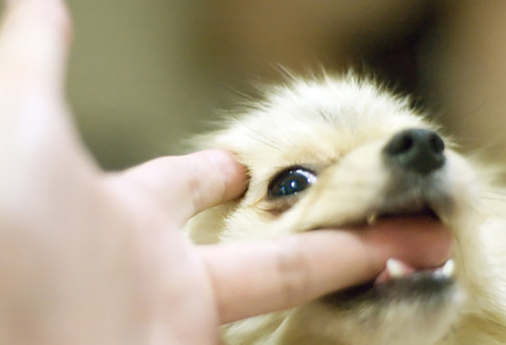 Puppy Biting too Hard or Aggressively? Stop it Before it