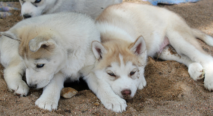 Husky puppies laying on the floor after a nutritious meal