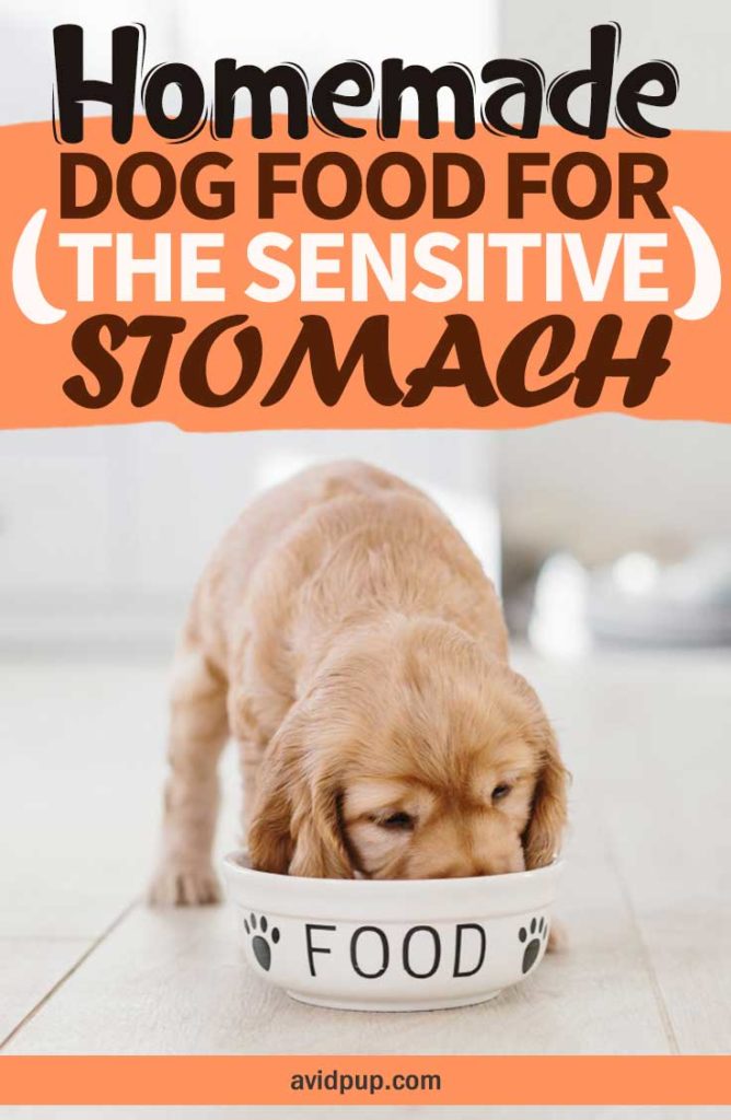 Homemade-Dog-Food-for-the-Sensitive-Stomach-7-Easy-Recipes | Avid Pup