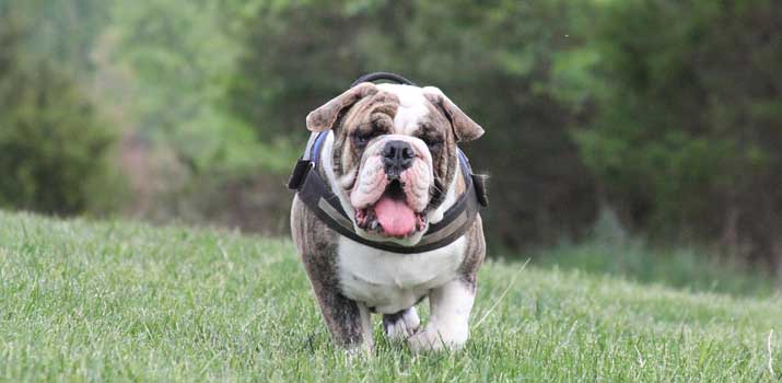 English Bulldog wearing a wel fitting dog harness