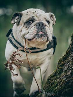 English Bulldog on a walk with a harness around his chest