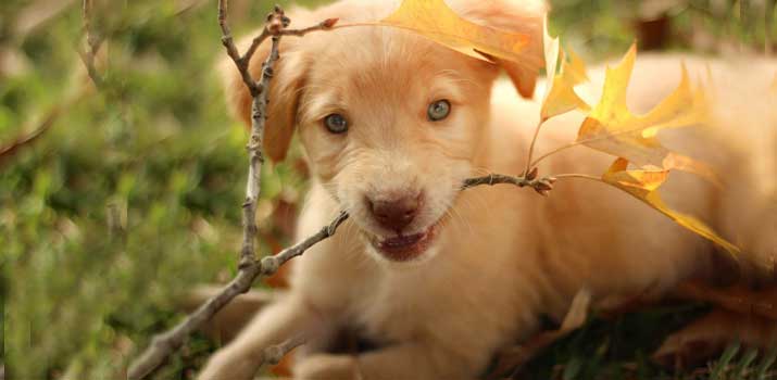 Puppy eating leaves