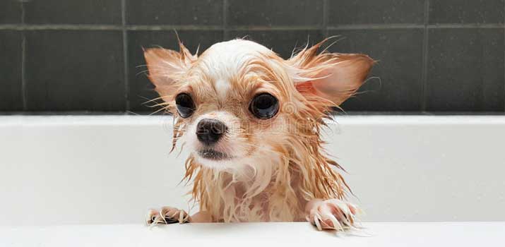 Bathing a Chihuahua properly