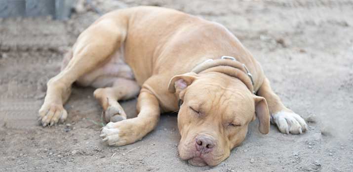 pitbull puppy sleeping calm