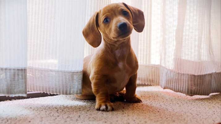 Puppy diarrhea being linked to teething,