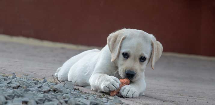 Dog eating dirty carrot