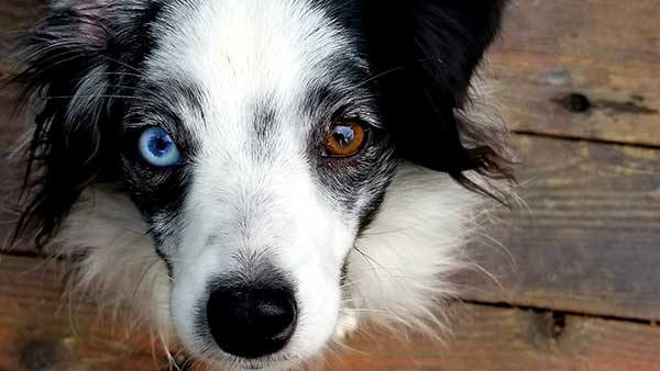 heterochromia dog with a blue and oe brown eye