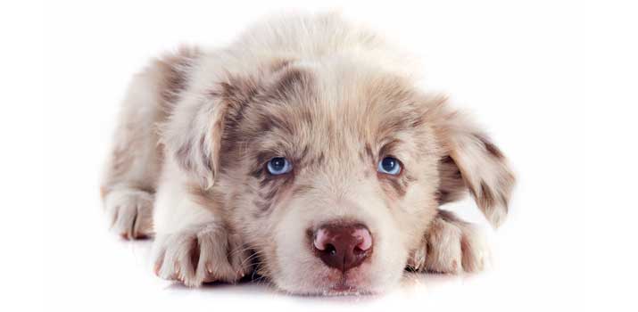 puppy eyes turning blue